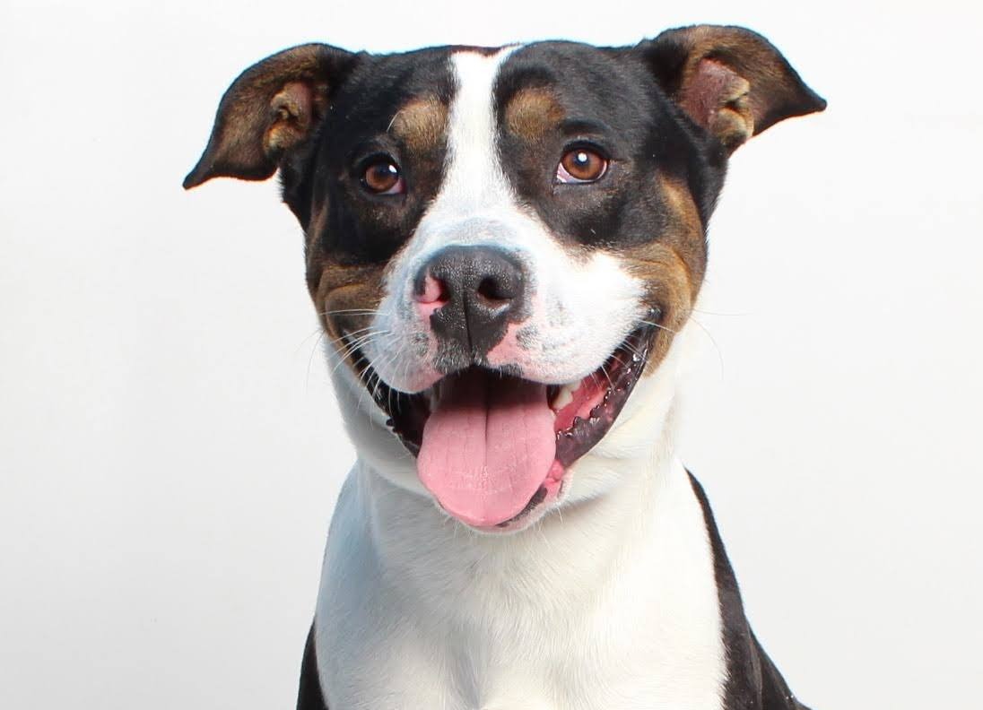 Humane society burbank is gateway health plan owned by highmark